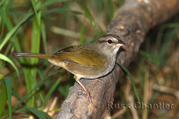 Olive Sparrow © Russ Chantler